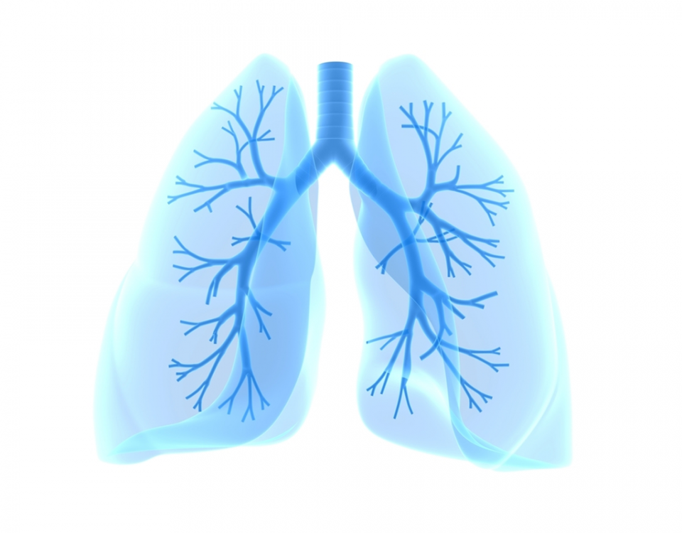 Lungs