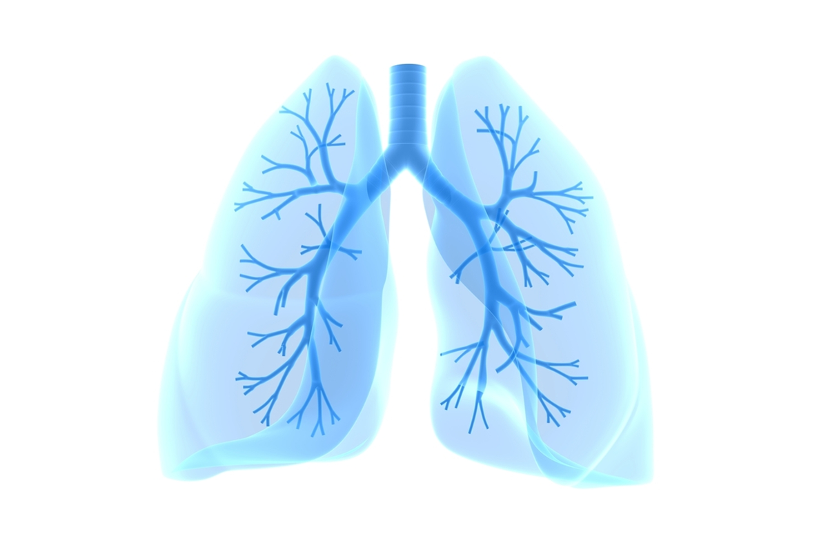 Lungs